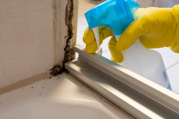 Best Mold Damage Repair  in Great Neck Estates, NY