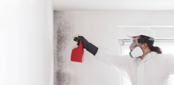 Best Toxic Mold Removal  in Great Neck Estates, NY
